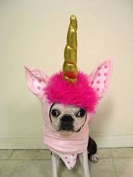 Best Gay Financial Planner Unicorn Chihuahua